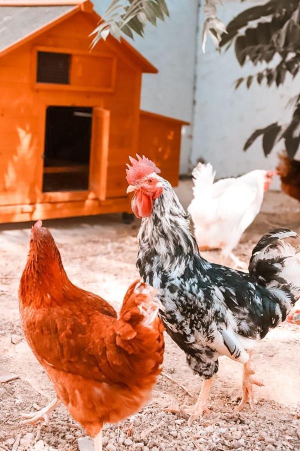 Finca Besito Alhaurín el Grande Zewnętrze zdjęcie